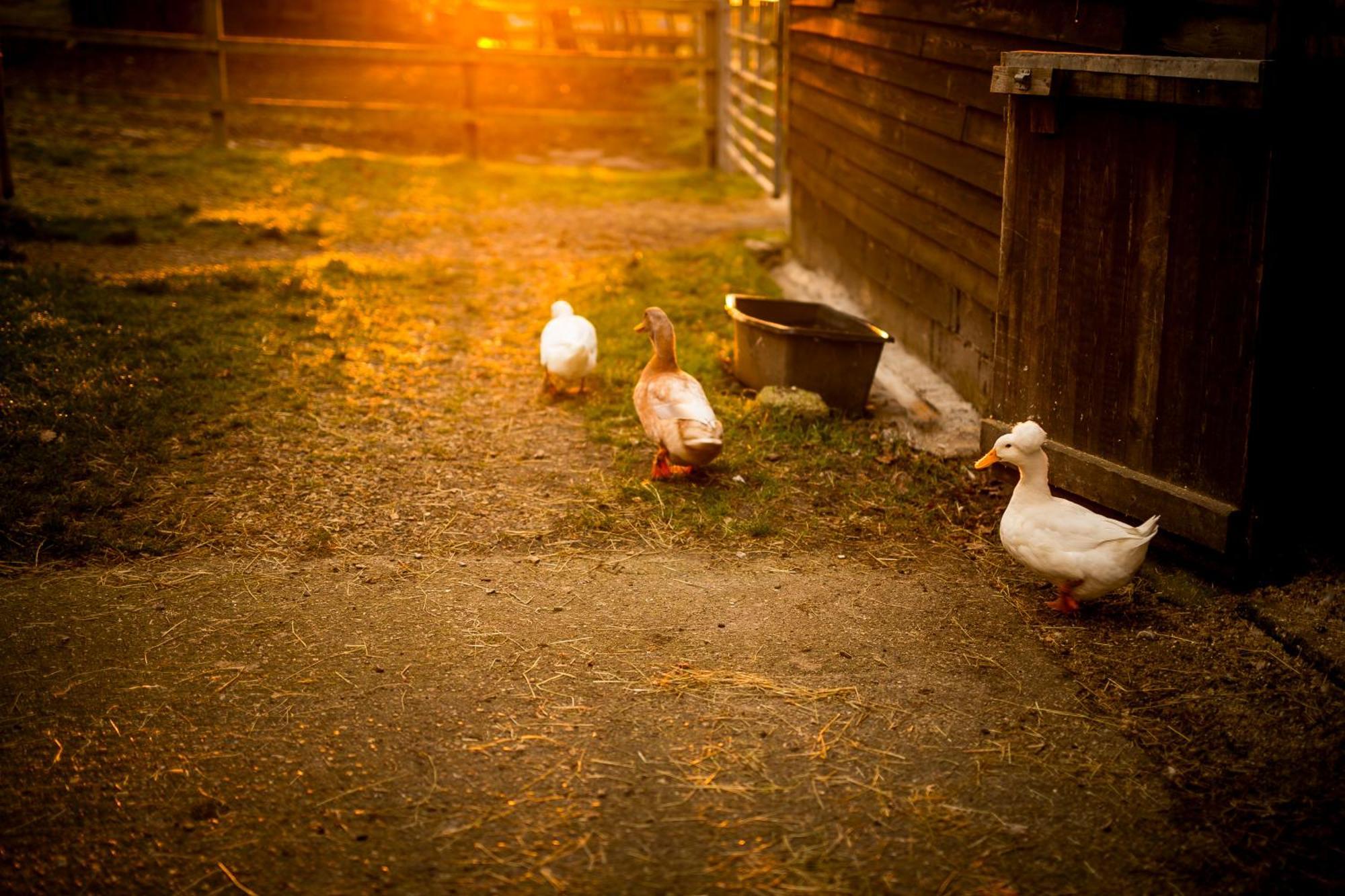 Langford Farmhouse - New Forest National Park Luxury 4Bd, Hot Tub, Cinema, 10 Acres Bartley Exterior foto